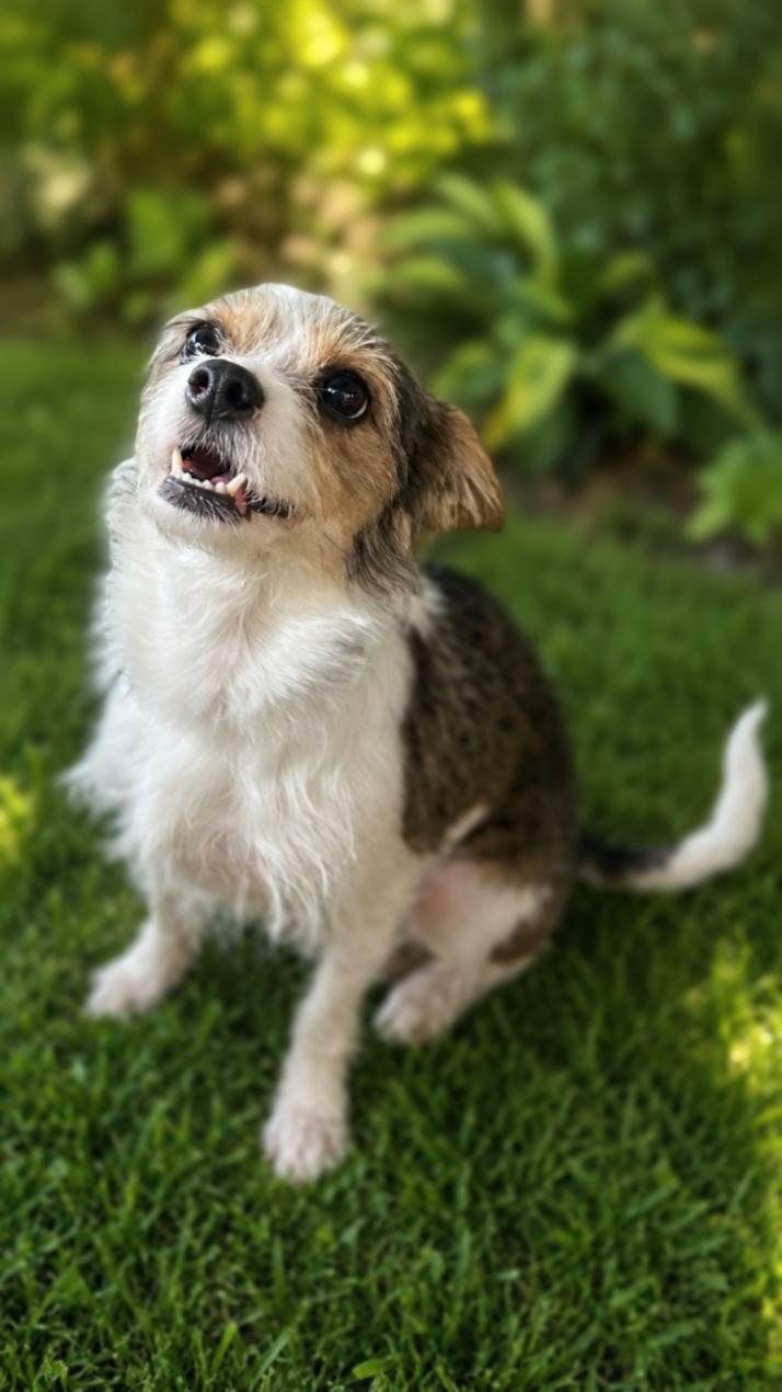 Paisley, a ADOPTABLE mixed breed in Bridgeton, MO image 3/3