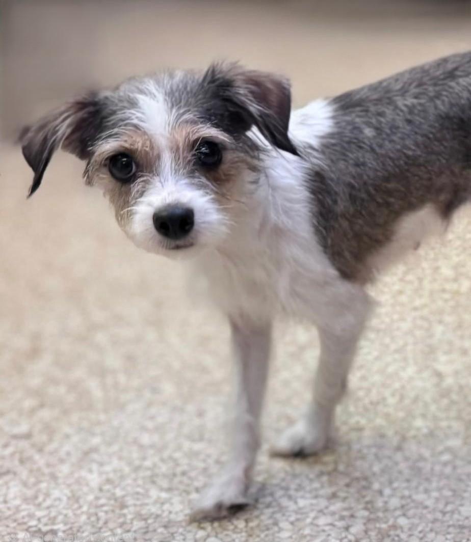 Paisley, a ADOPTABLE mixed breed in Bridgeton, MO image 2/3