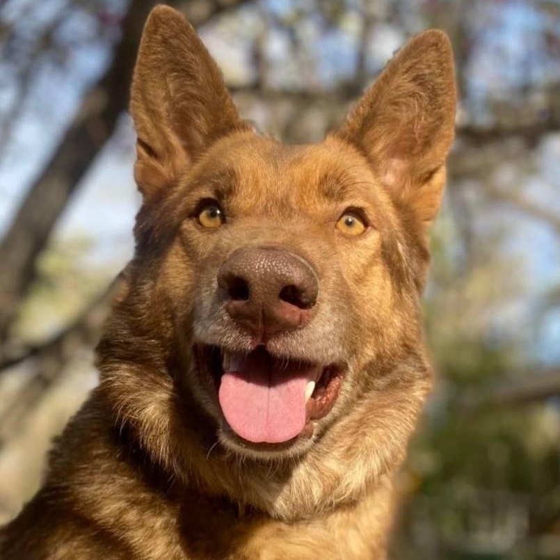 Enlarge Chai!, a ADOPTABLE mixed breed in Laguna Beach, CA image 2/6