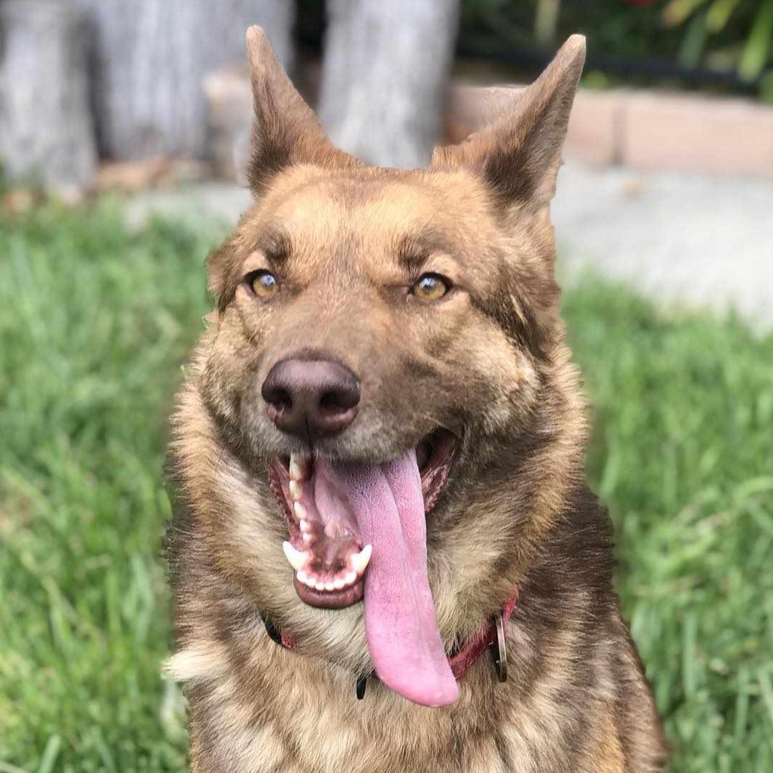 Enlarge Chai!, a ADOPTABLE mixed breed in Laguna Beach, CA image 4/6