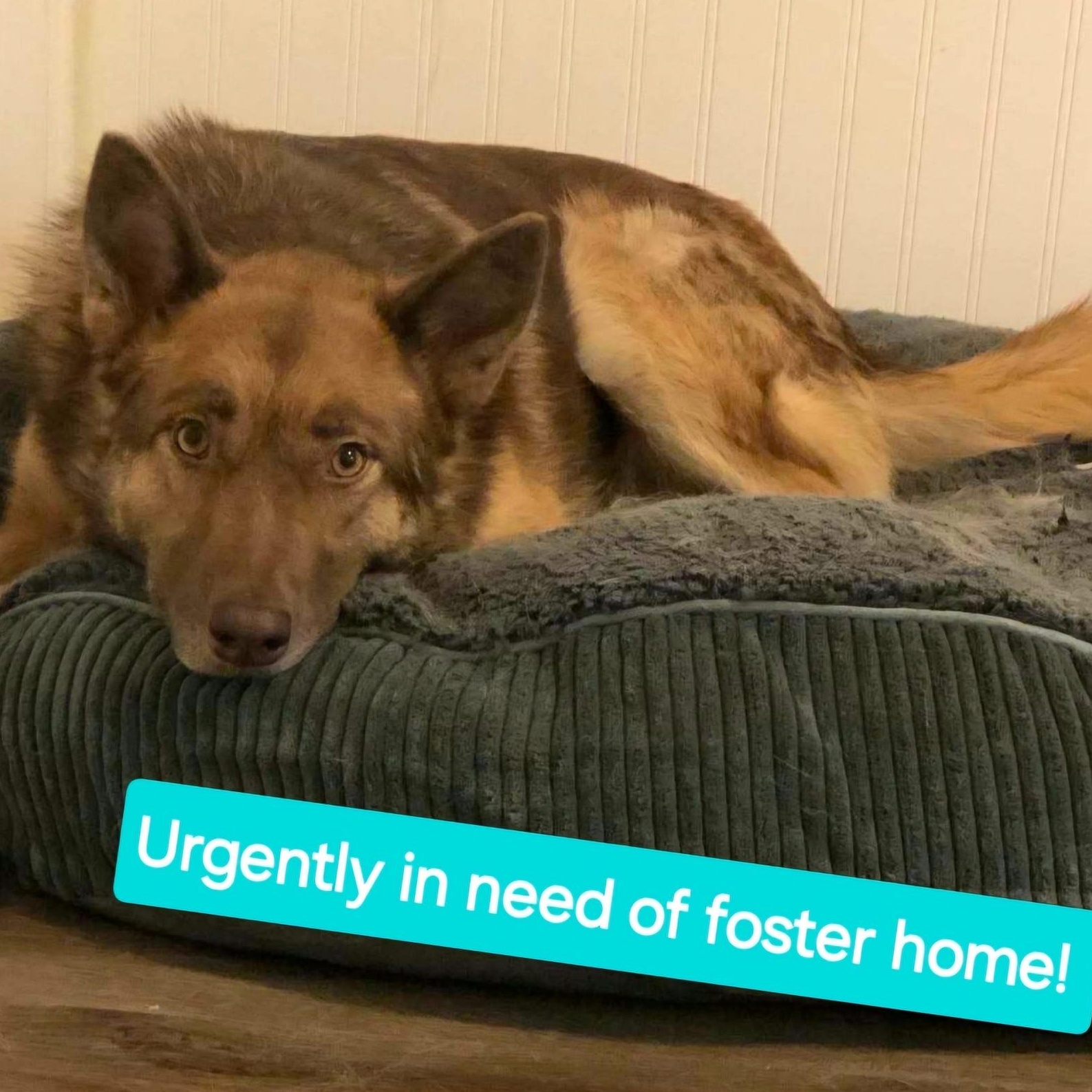 Enlarge Chai!, a ADOPTABLE mixed breed in Laguna Beach, CA image 5/6