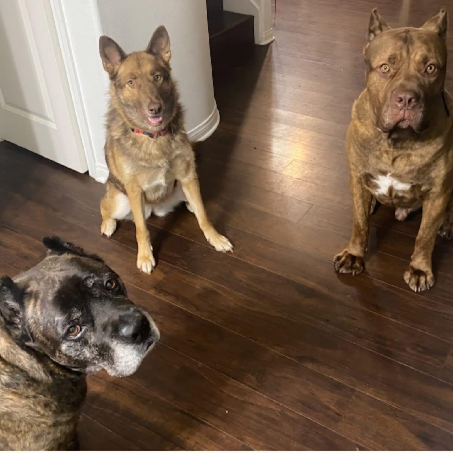 Enlarge Chai!, a ADOPTABLE mixed breed in Laguna Beach, CA image 6/6