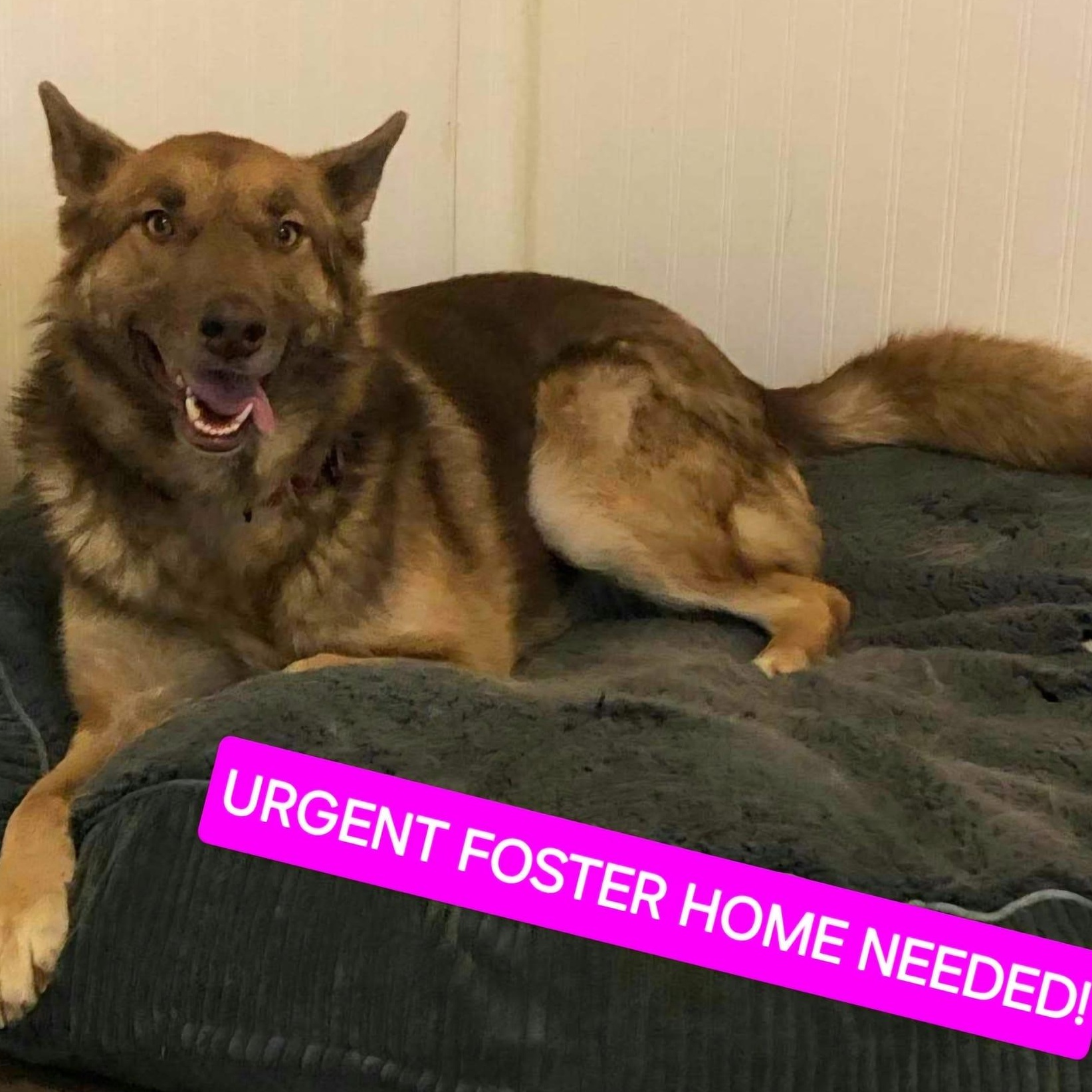 Enlarge Chai!, a ADOPTABLE mixed breed in Laguna Beach, CA image 3/6