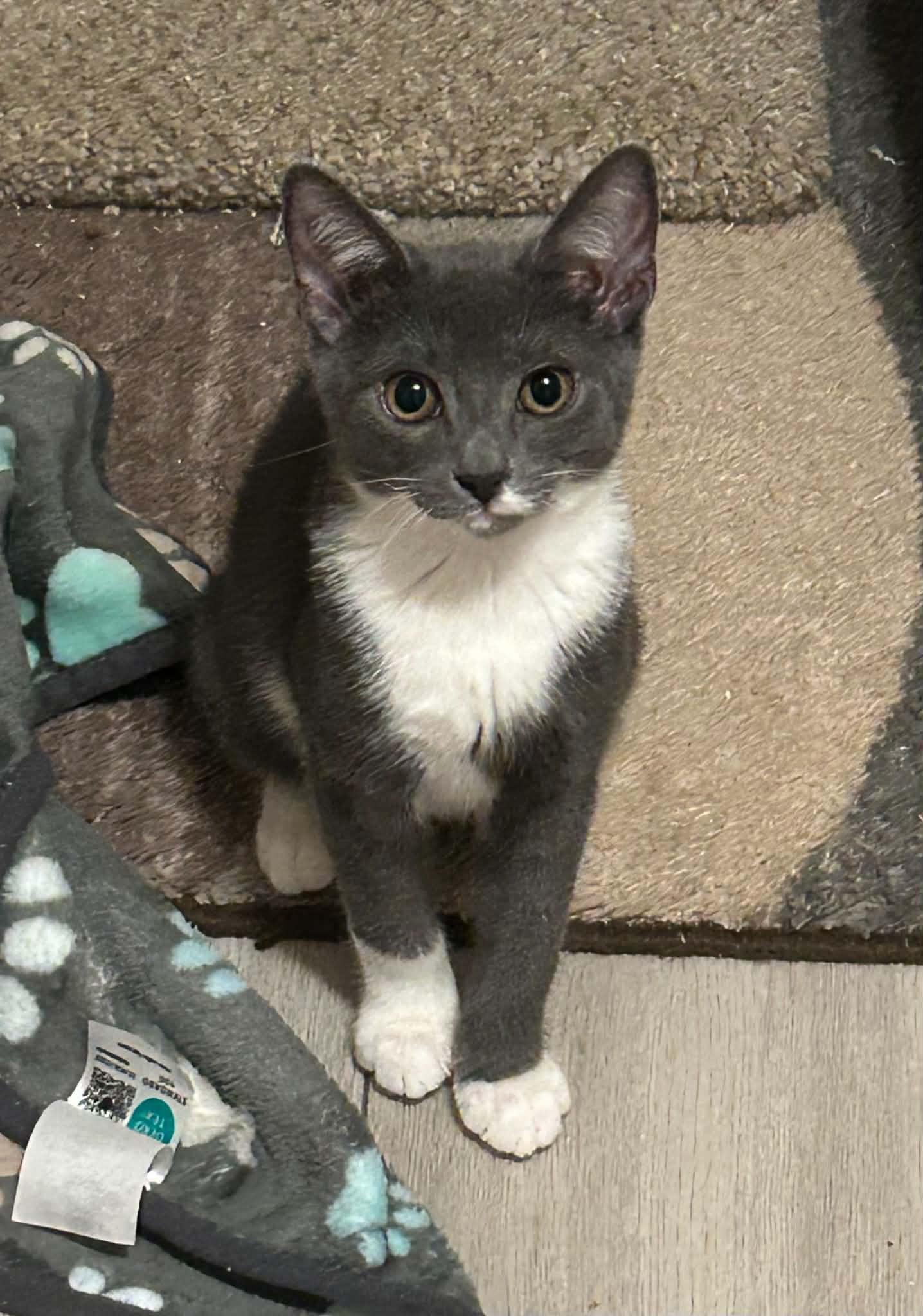 Enlarge Teddy, a Adoptable Domestic Short Hair in Wading River, NY image 6/6