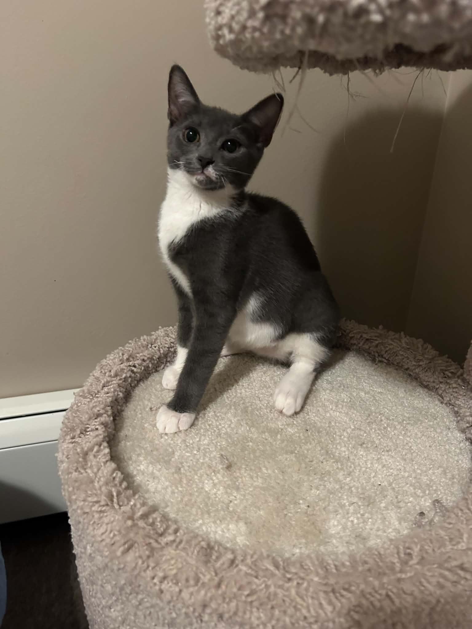 Enlarge Teddy, a Adoptable Domestic Short Hair in Wading River, NY image 4/6