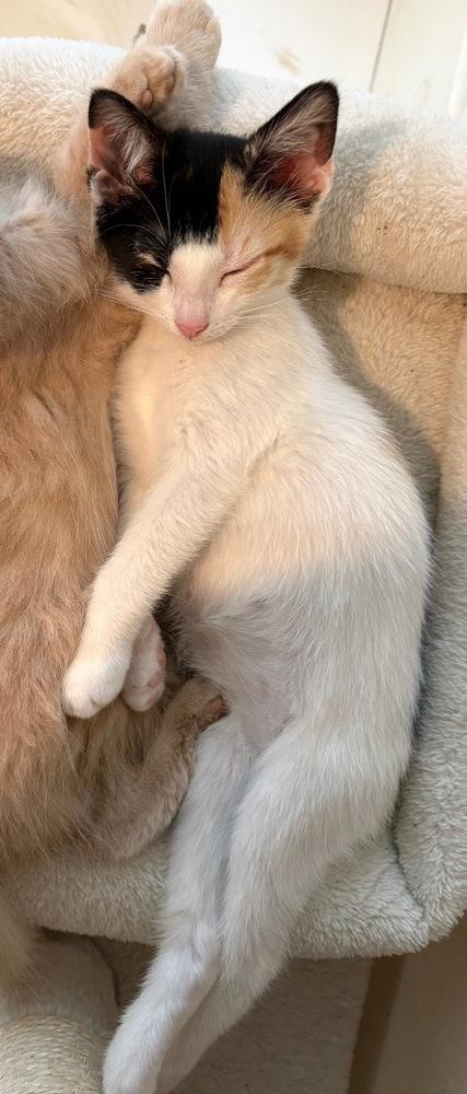 Judy, Adoptable, Kitten Female Calico & Domestic Short Hair.