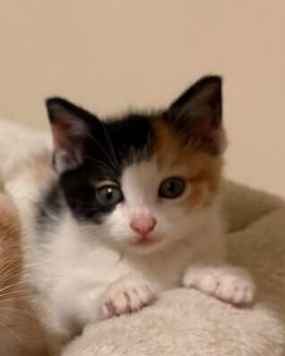 Enlarge Judy, a Adoptable mixed breed in Richardson, TX image 3/5