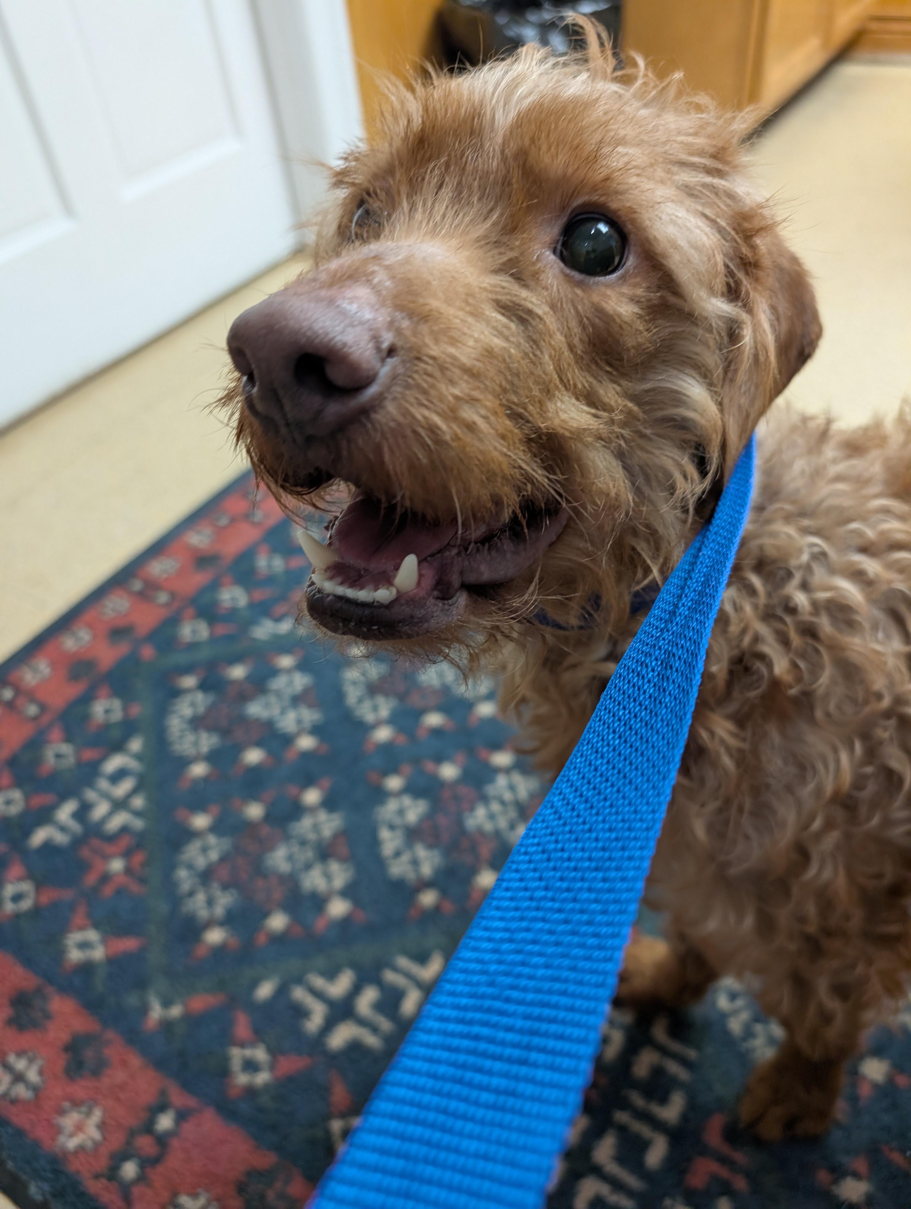 Diesel, a ADOPTABLE Labradoodle in Cedars, PA image 2/2