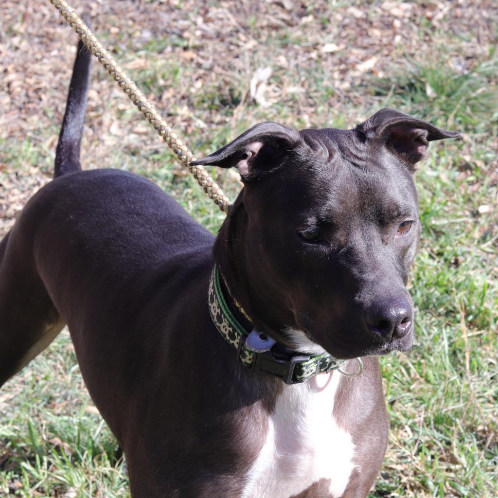 Robbie, Adoptable, Senior Male Pit Bull Terrier & Pit Bull Terrier.