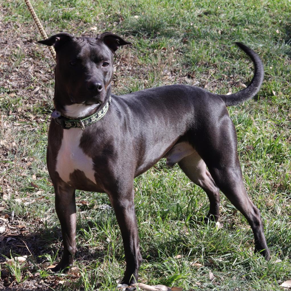 Enlarge Robbie, a Adoptable mixed breed in San Antonio, TX image 2/6