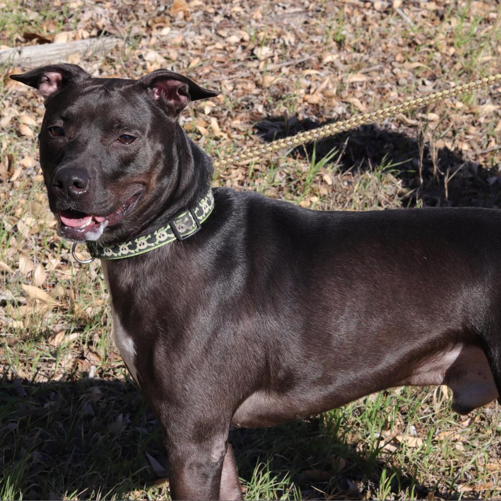 Enlarge Robbie, a Adoptable mixed breed in San Antonio, TX image 3/6