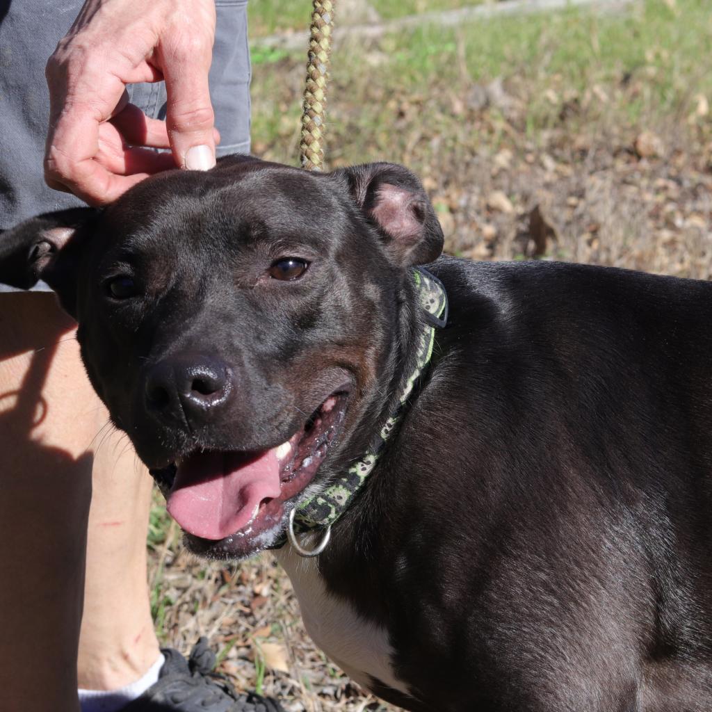 Enlarge Robbie, a Adoptable mixed breed in San Antonio, TX image 4/6