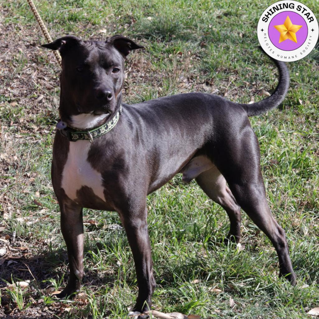 Enlarge Robbie, a Adoptable mixed breed in San Antonio, TX image 5/6