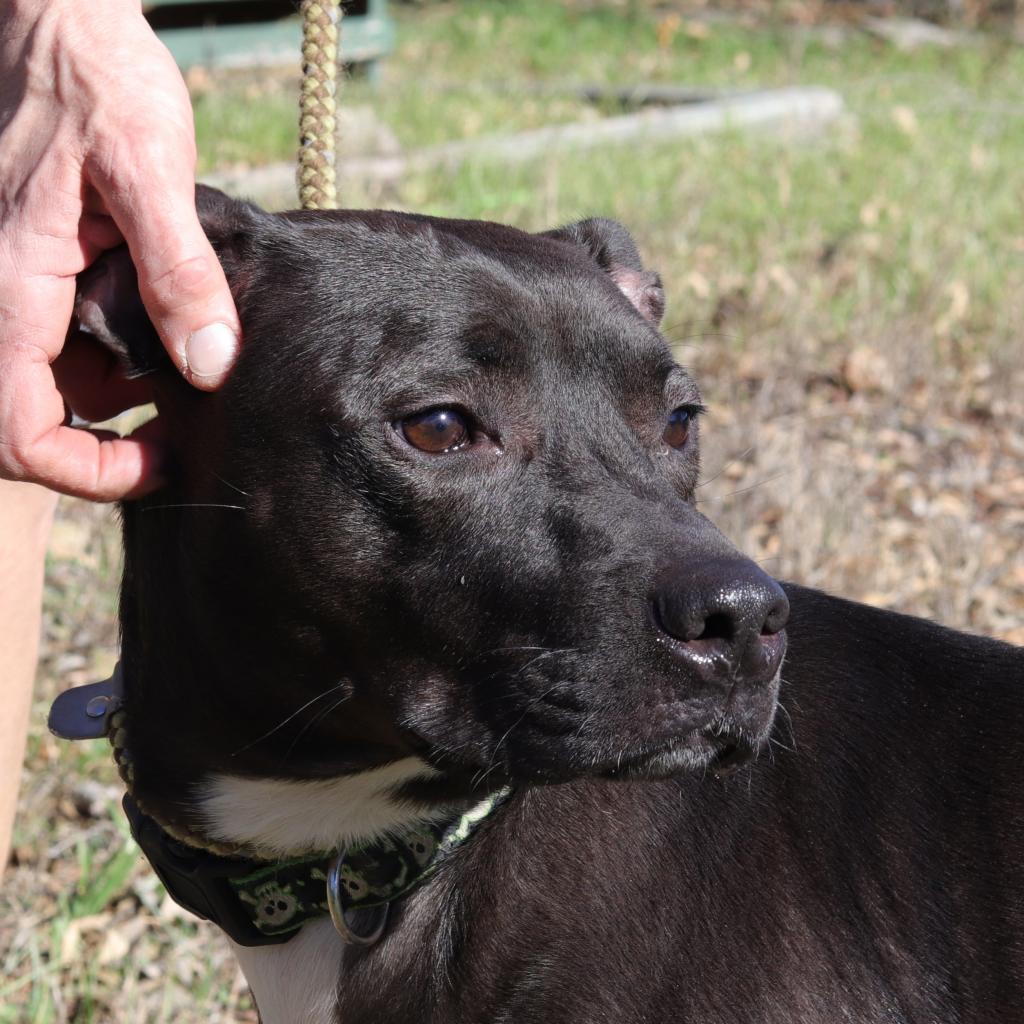 Enlarge Robbie, a Adoptable mixed breed in San Antonio, TX image 6/6