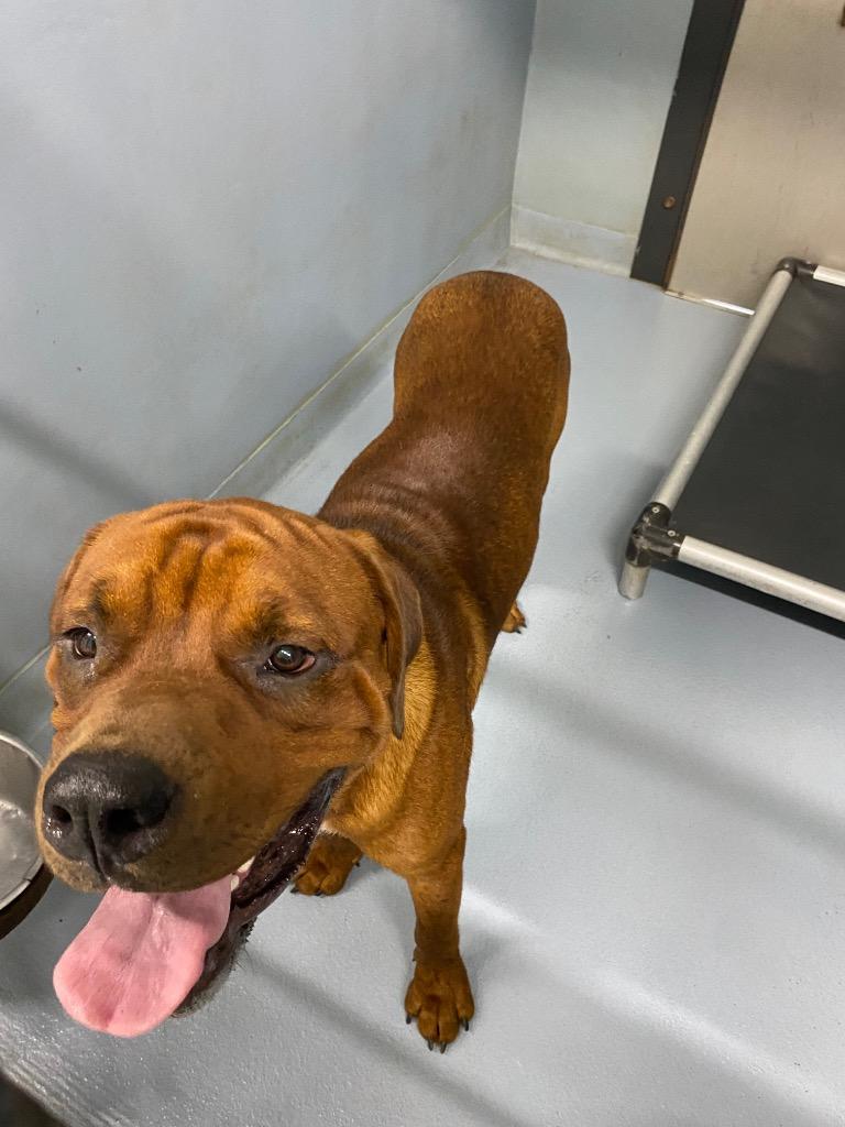 Axl Rose, Adoptable, Young Male Mixed Breed.