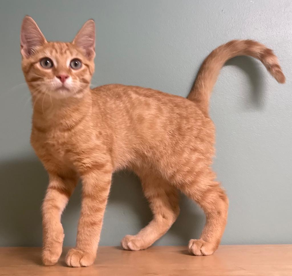 Enlarge Jim, a Adoptable Domestic Short Hair in Amery, WI image 2/3