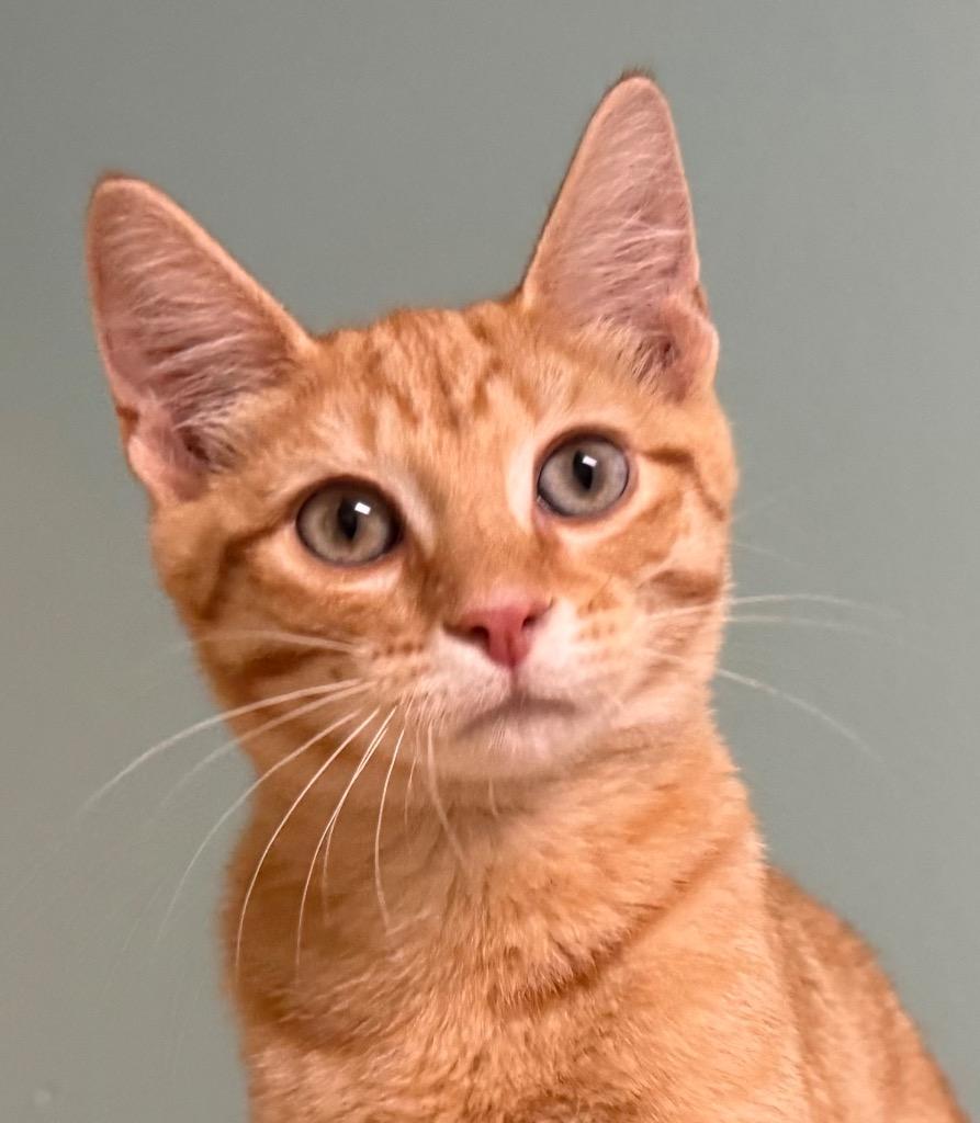 Enlarge Jim, a Adoptable Domestic Short Hair in Amery, WI image 1/3