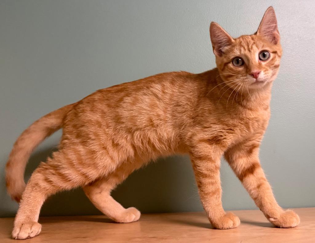 Enlarge Jim, a Adoptable Domestic Short Hair in Amery, WI image 3/3
