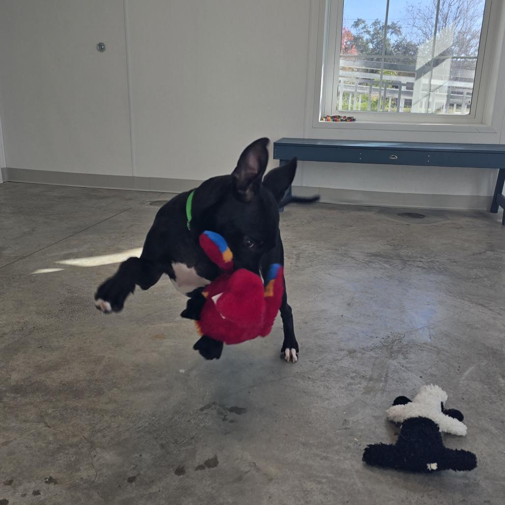 Rowan, Adoptable, Puppy Female Mixed Breed.