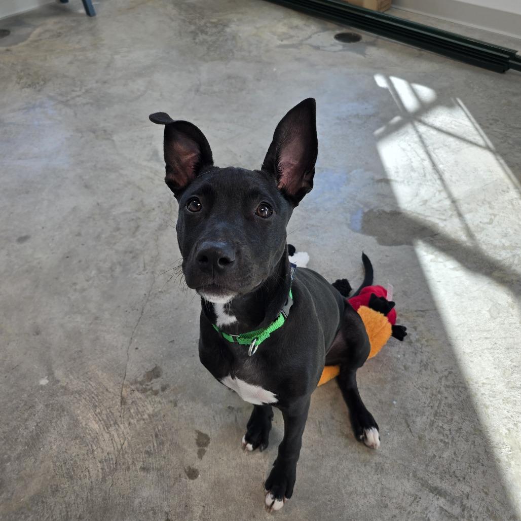 Enlarge Rowan, a Adoptable Mixed Breed in Clearwater, FL image 2/6