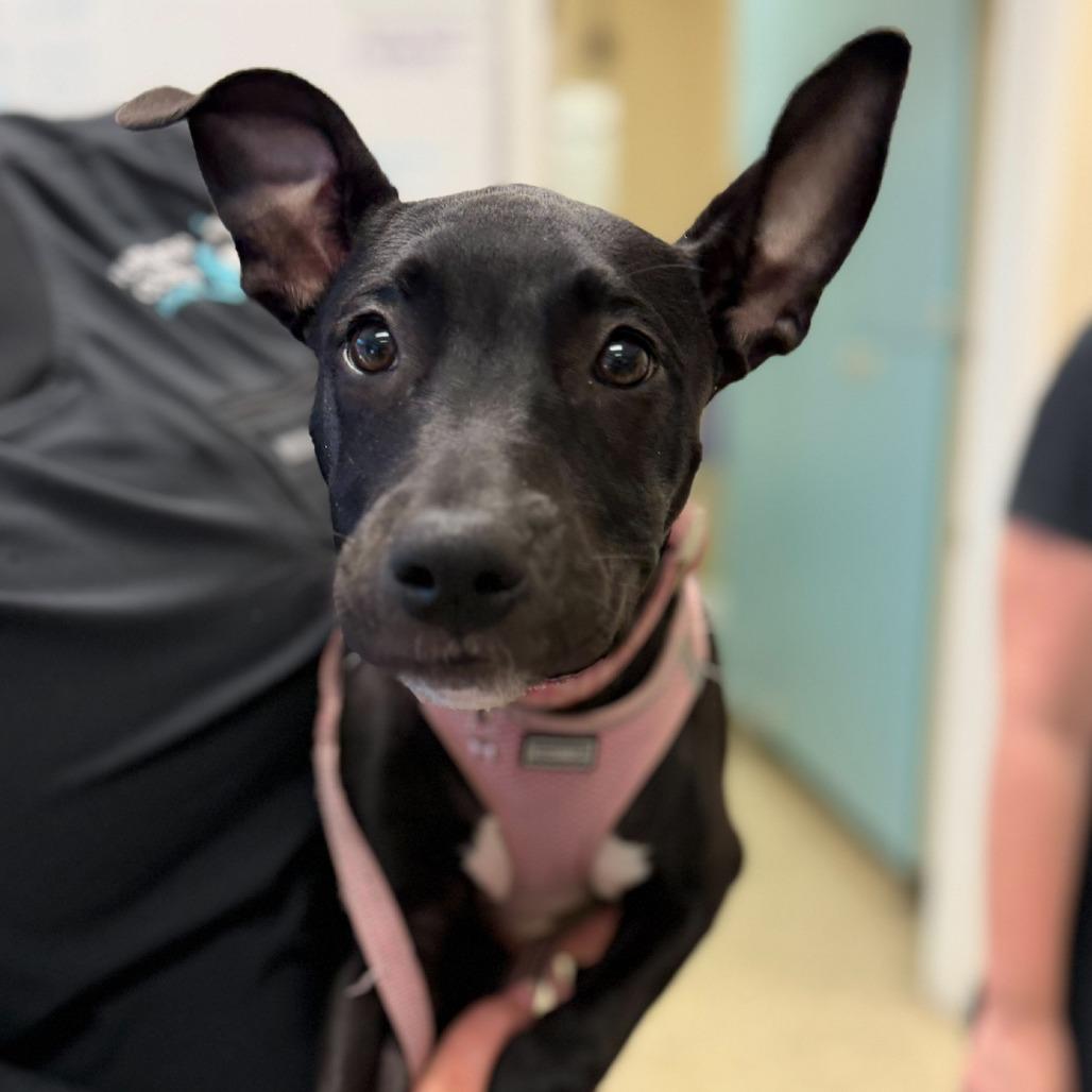 Enlarge Rowan, a Adoptable Mixed Breed in Clearwater, FL image 3/6