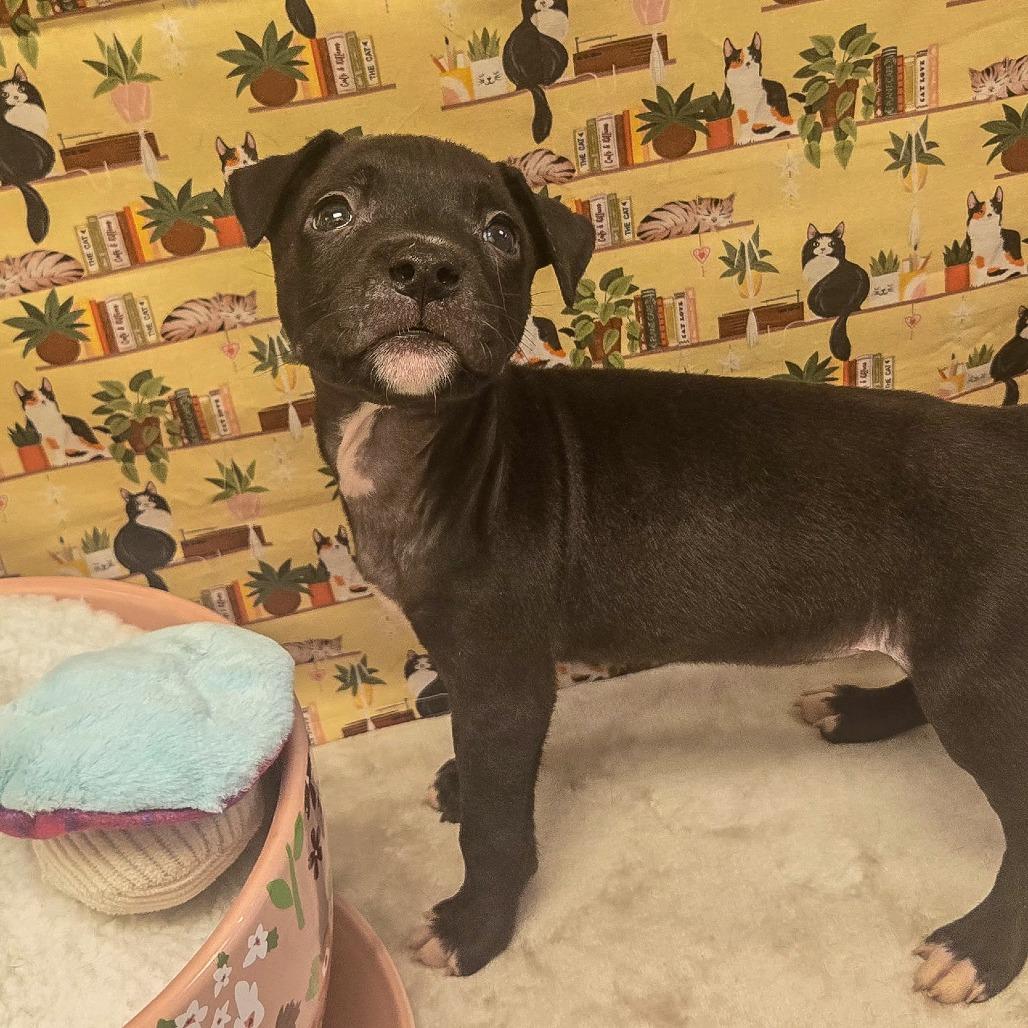 Enlarge Rowan, a Adoptable Mixed Breed in Clearwater, FL image 4/6