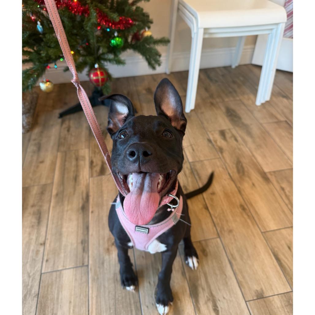 Enlarge Rowan, a Adoptable Mixed Breed in Clearwater, FL image 5/6