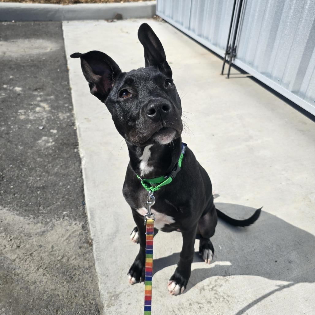 Enlarge Rowan, a Adoptable Mixed Breed in Clearwater, FL image 6/6