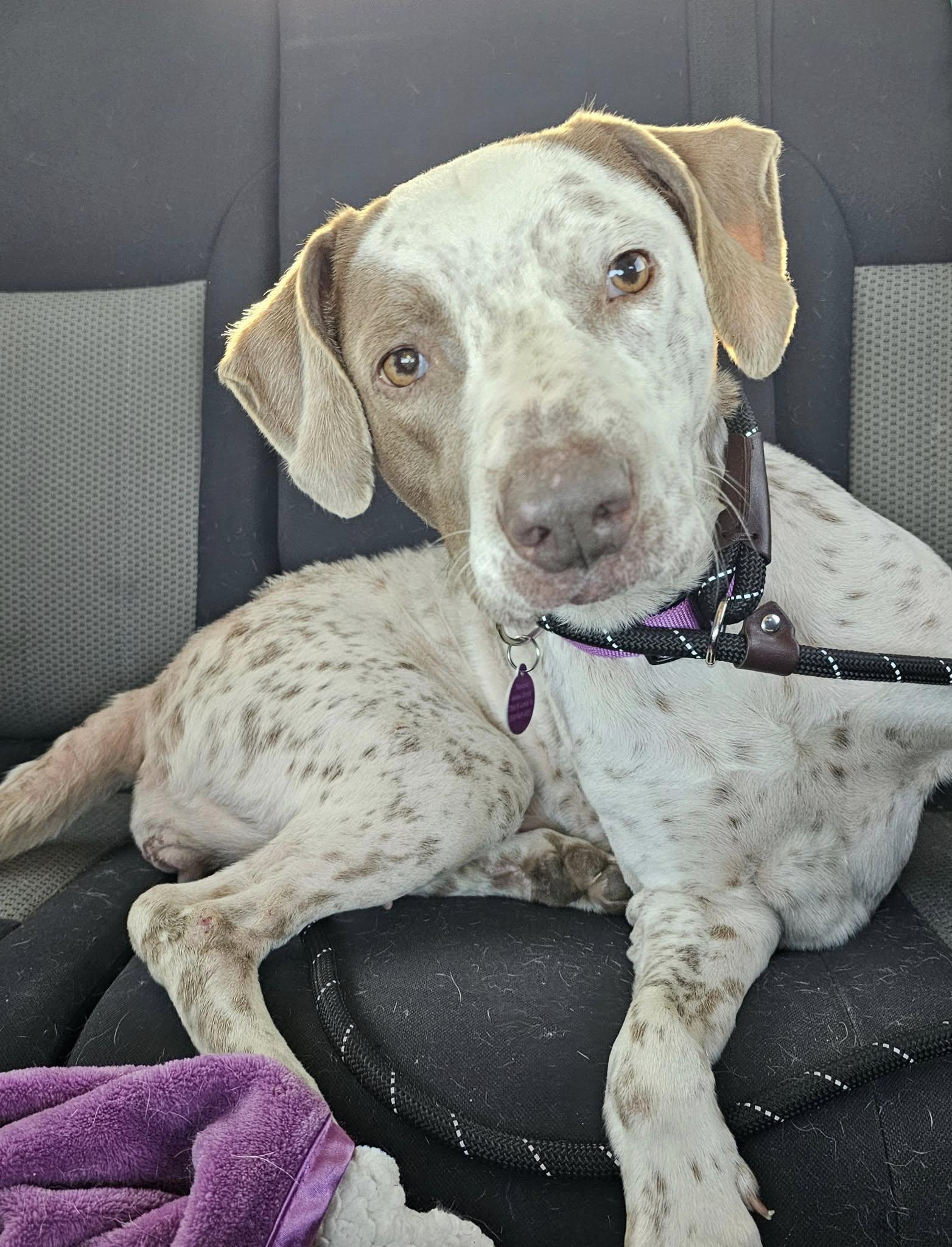 Zoey, Adult Female German Shorthaired Pointer