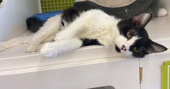 Thomas (SH), an adopted American Shorthair in Schertz, TX image 2/2