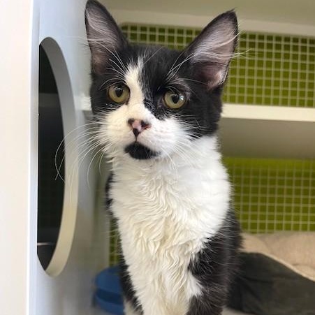 Thomas (SH), an adopted American Shorthair in Schertz, TX image 1/2