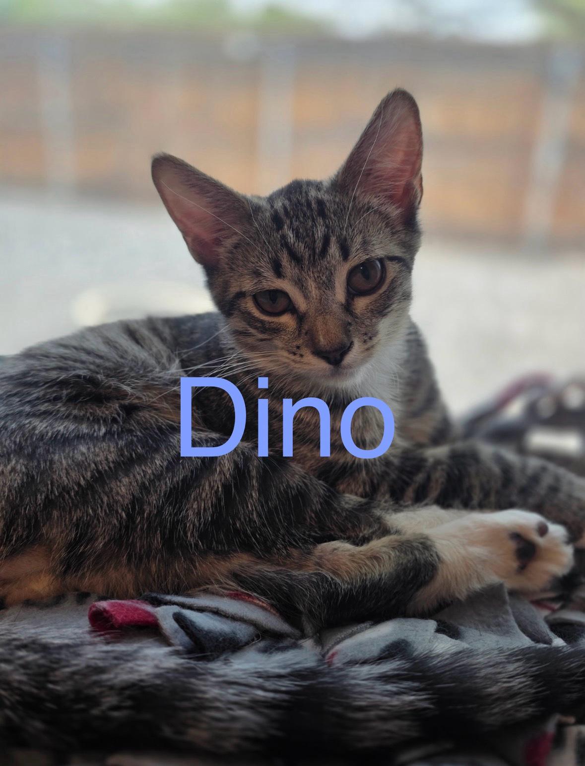 Dino, Adoptable, Young Male Tabby & Domestic Short Hair.