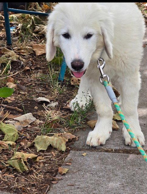 Nahla, Adopted, Puppy Female Great Pyrenees.
