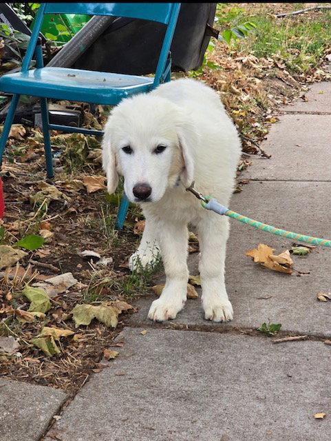 Enlarge Nahla, a Adopted Great Pyrenees in Midway, UT image 2/3