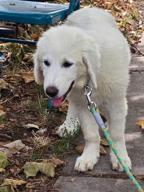 Enlarge Nahla, a Adopted Great Pyrenees in Midway, UT image 3/3