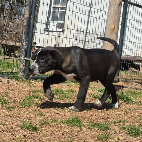 Mako, Adoptable, Young Male Mixed Breed.