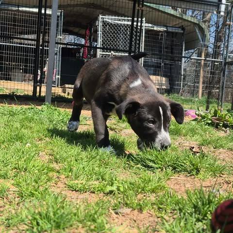 Enlarge Mako, a Adoptable Mixed Breed in Dover, AR image 2/2