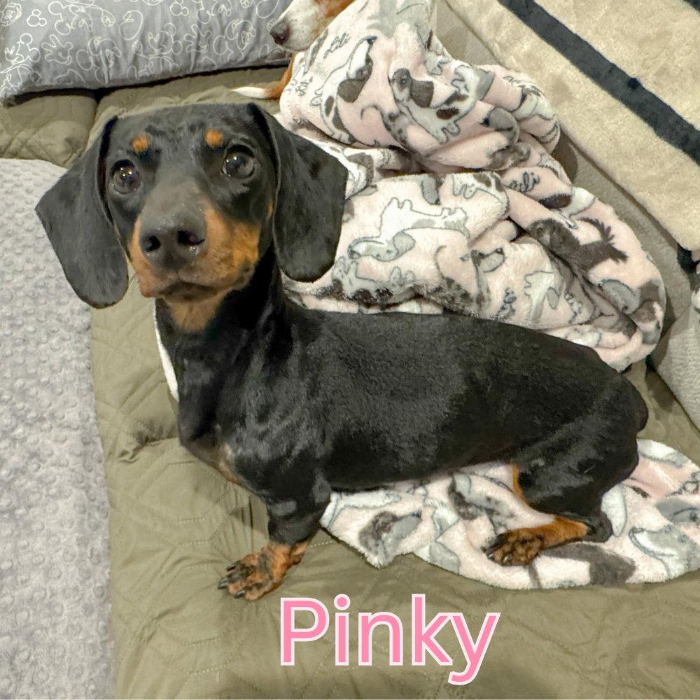 Pinky, Adoptable, Adult Female Dachshund.