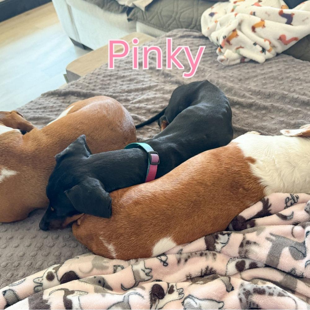 Enlarge Pinky, a Adoptable Dachshund in San Antonio, TX image 2/3