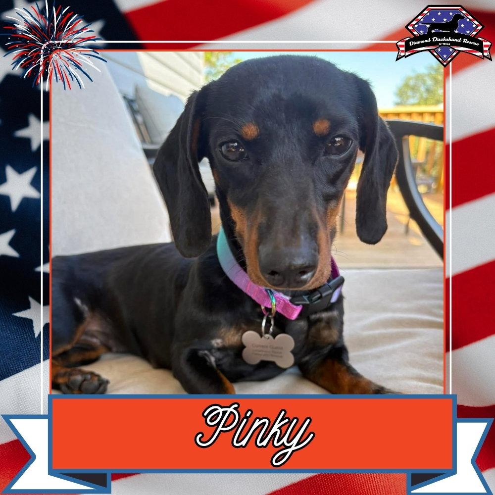 Enlarge Pinky, a Adoptable Dachshund in San Antonio, TX image 3/3