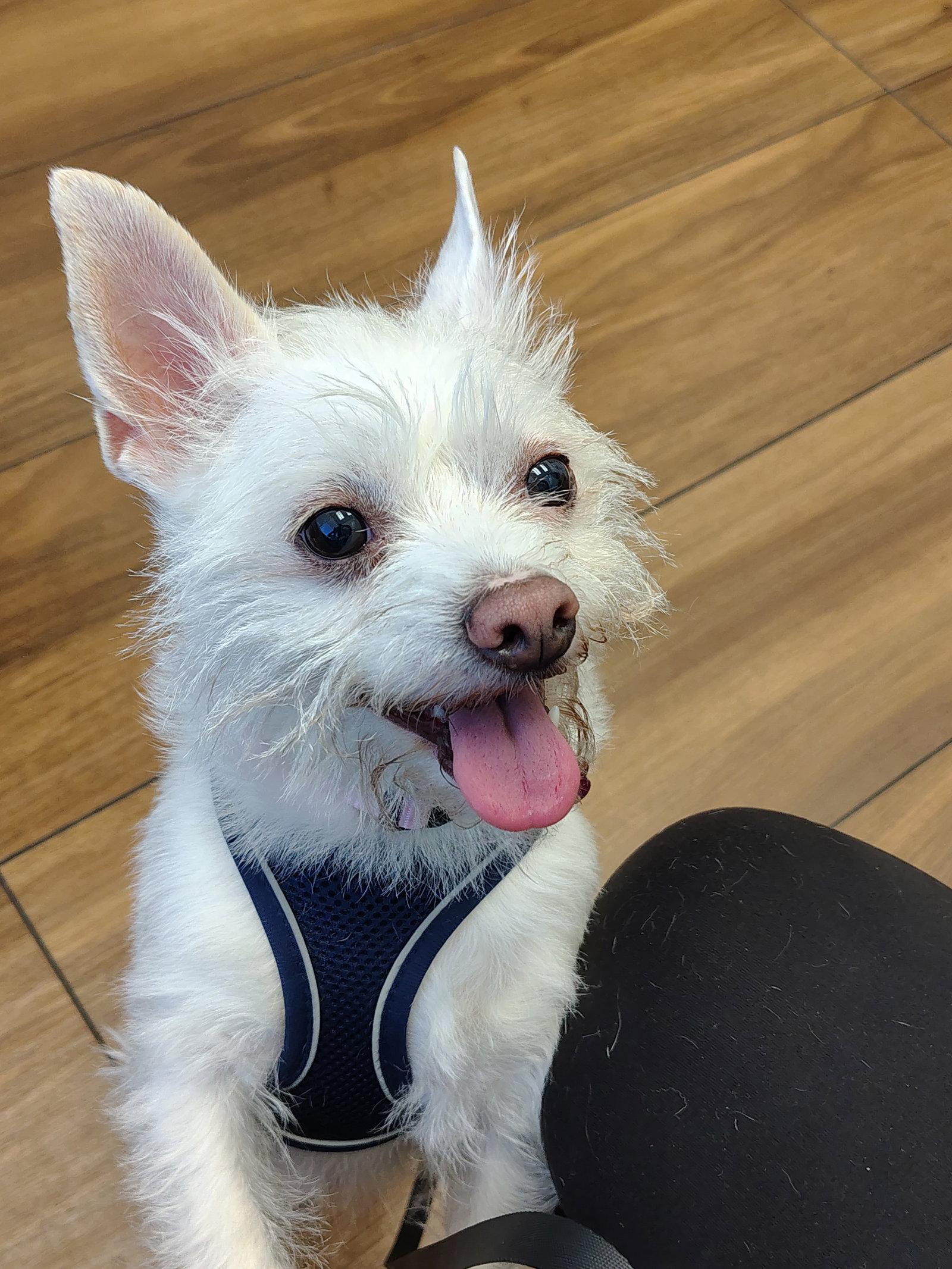 Xena, Adoptable, Adult Female Terrier.