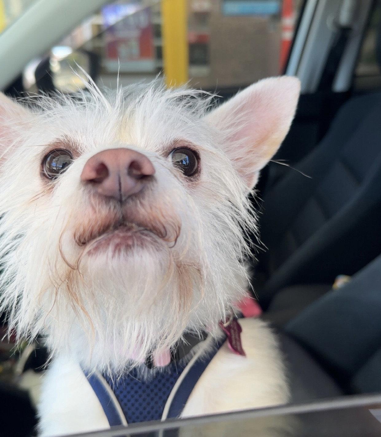 Xena, a Adoptable Terrier in San Jose, CA image 2/3
