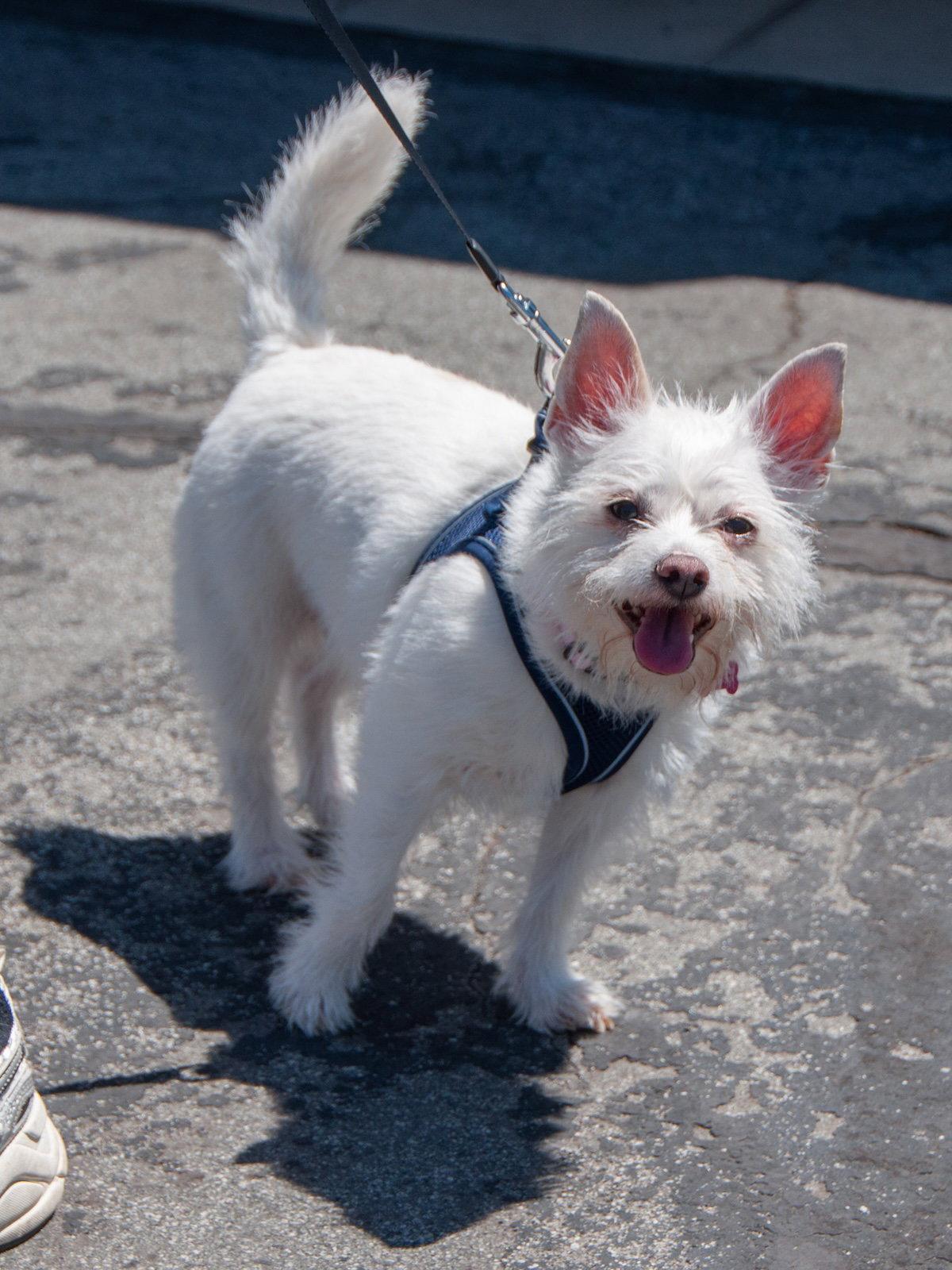 Xena, a Adoptable Terrier in San Jose, CA image 3/3