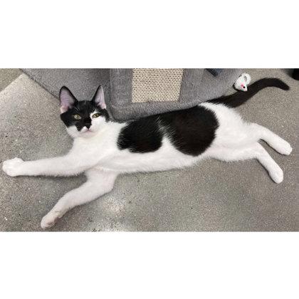Enlarge Ares Kershaw, adopt with Grumble, a Adoptable mixed breed in Hudson, MA image 2/3