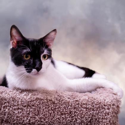 Enlarge Ares Kershaw, adopt with Grumble, a Adoptable mixed breed in Hudson, MA image 3/3