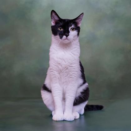 Ares Kershaw, a Adoptable mixed breed in Hudson, MA image 3/3