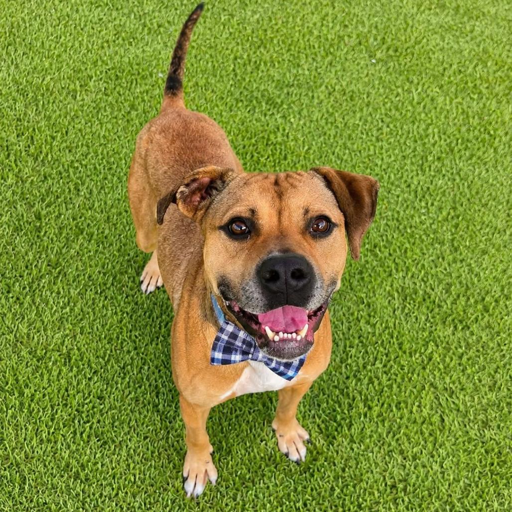 Enlarge Chevy, a Adoptable mixed breed in Binghamton, NY image 1/6