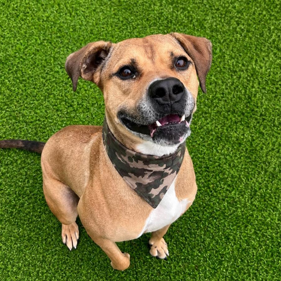 Enlarge Chevy, a Adoptable mixed breed in Binghamton, NY image 3/6