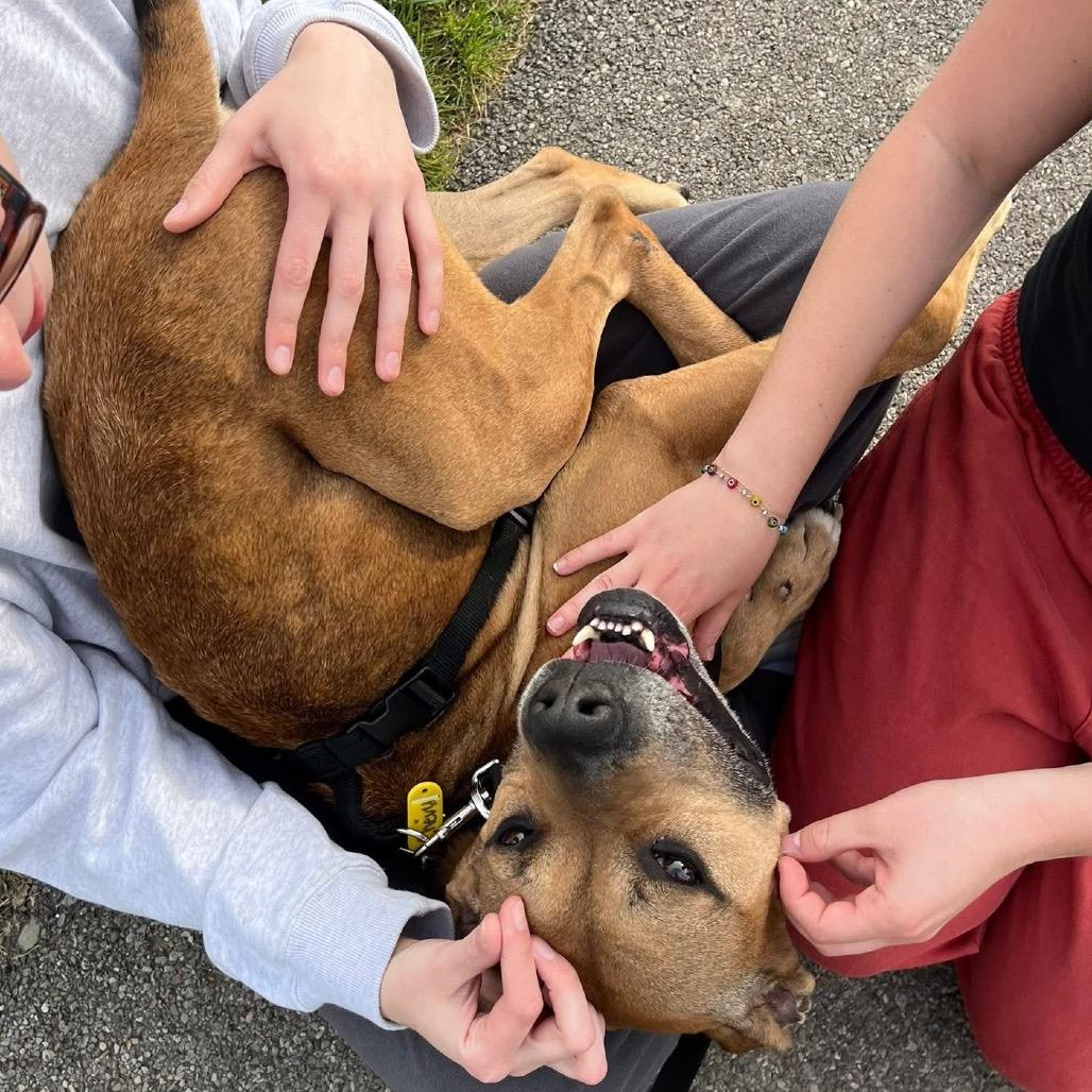 Enlarge Chevy, a Adoptable mixed breed in Binghamton, NY image 4/6