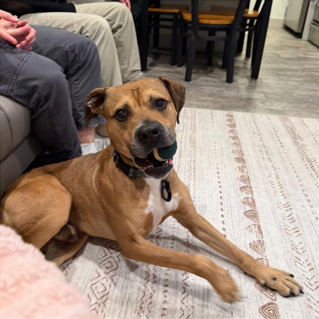 Enlarge Chevy, a Adoptable mixed breed in Binghamton, NY image 6/6